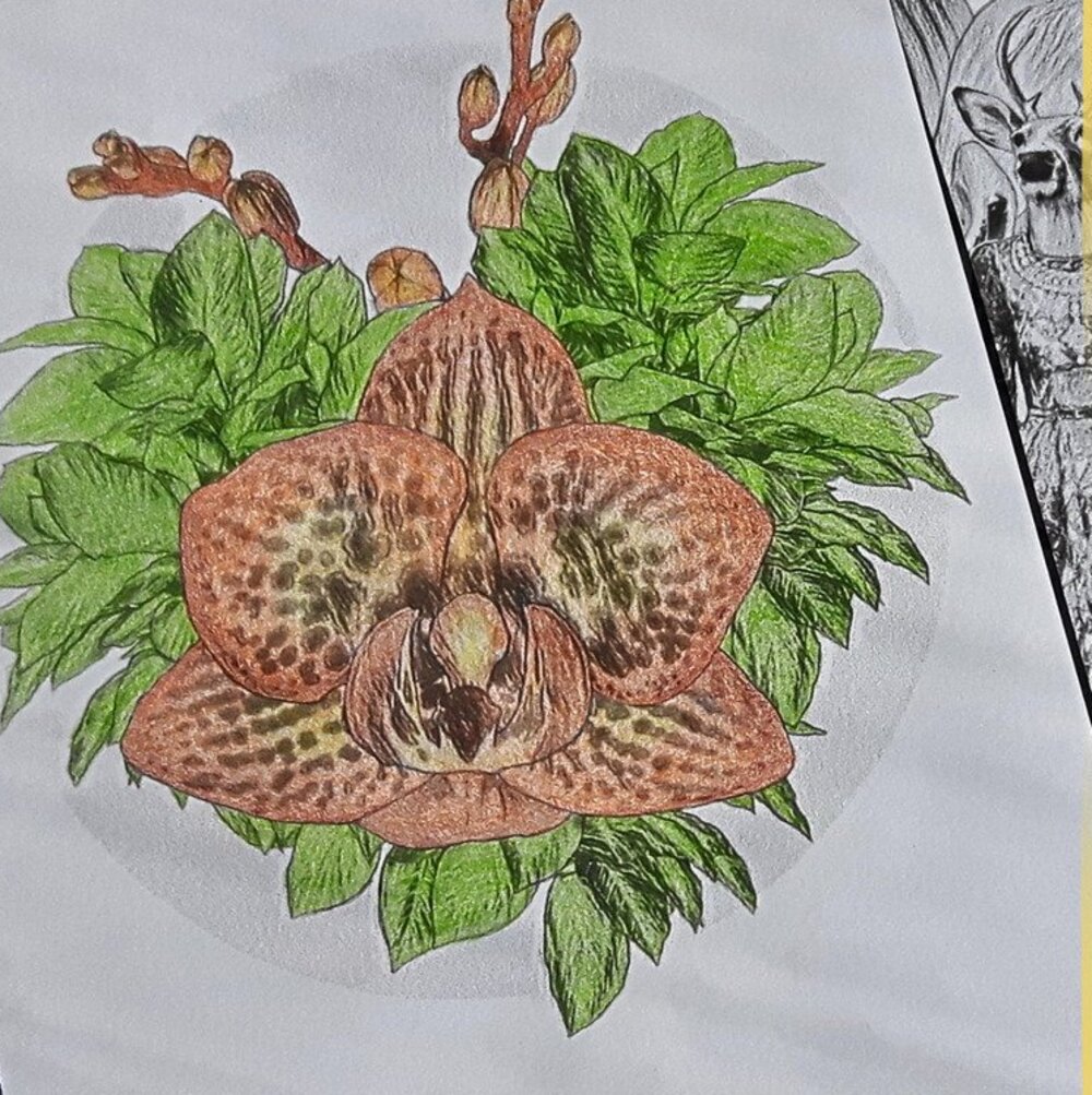 Image of a colored Deer Orchid coloring page by LinTu.studio