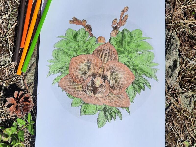 Deer Orchid coloring page