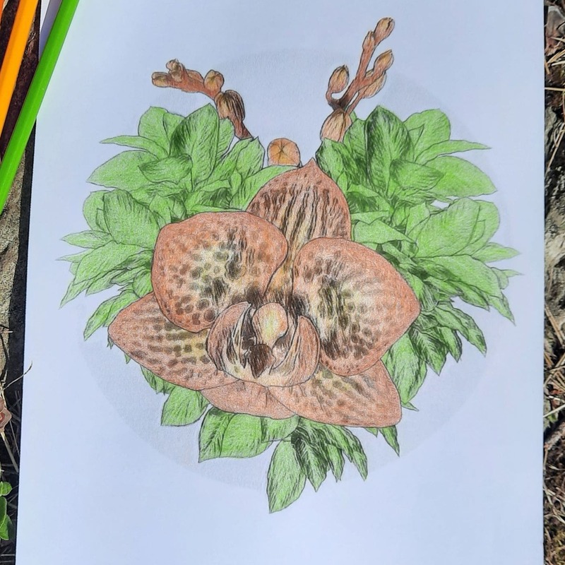 Deer Orchid in colors
